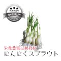 にんにくスプラウト 10本入 〔70ｇ〕 伊左衛門ファーム
