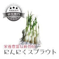にんにくスプラウト 10本入 〔70ｇ〕 伊左衛門ファーム