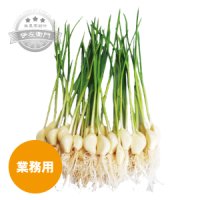 【業務用】 にんにくスプラウト 約50本入 〔350ｇ〕 伊左衛門ファーム